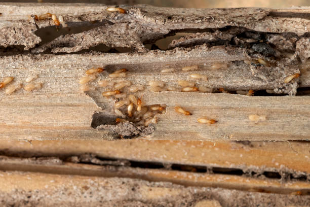 Best Pest Removal Services  in Plainfield, IL