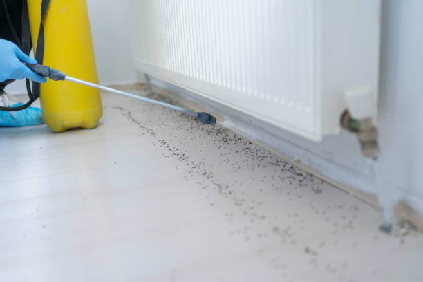 Best Spider Control Near Me  in Plainfield, IL