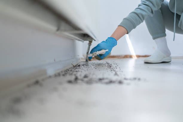 Best Ant Control Services  in Plainfield, IL